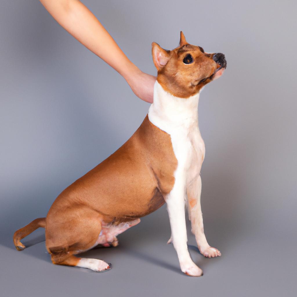 犬の身体とパテラの関連性