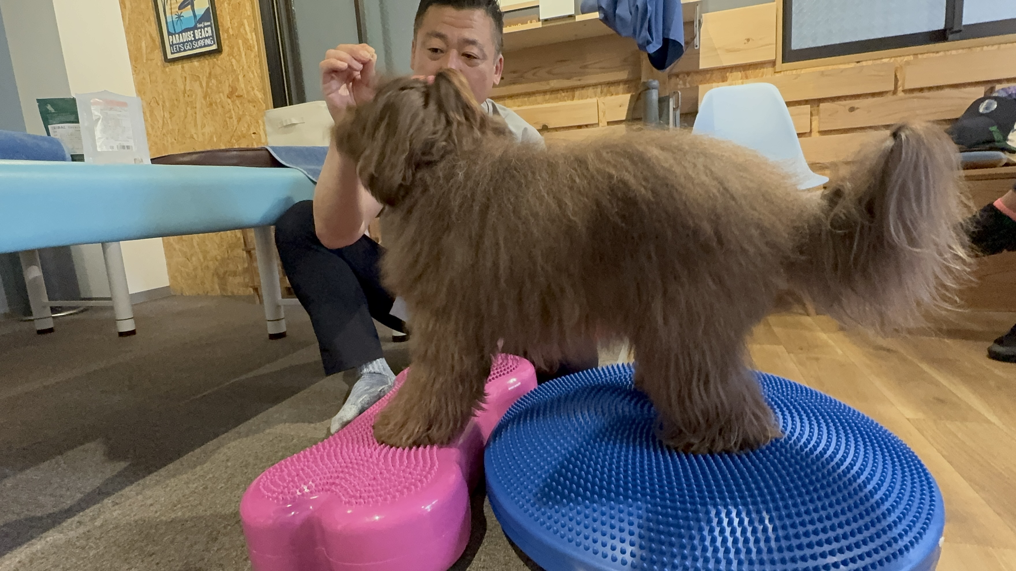 犬の筋肉トレーニングプラン