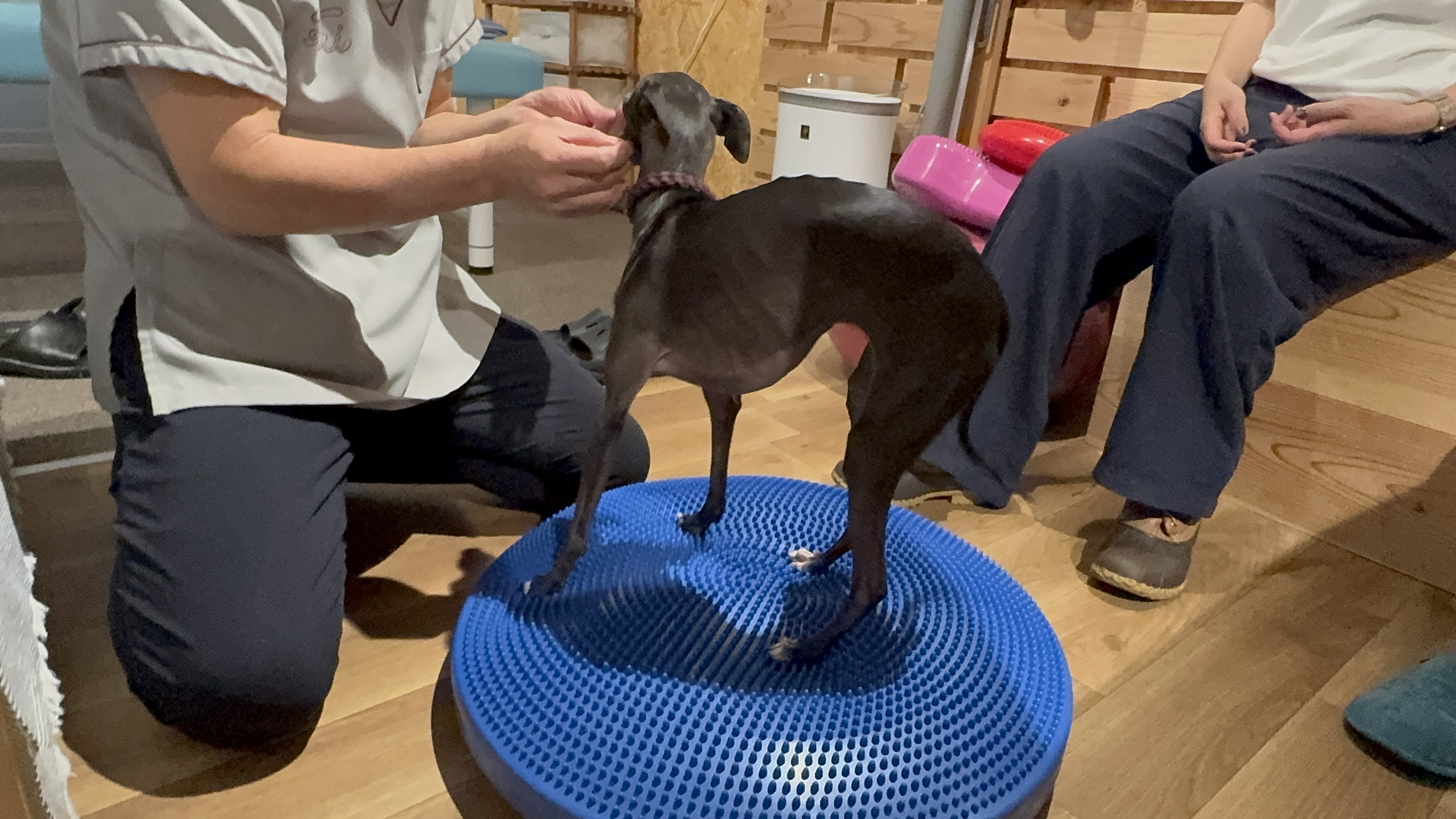 散歩の質を向上させるヒント