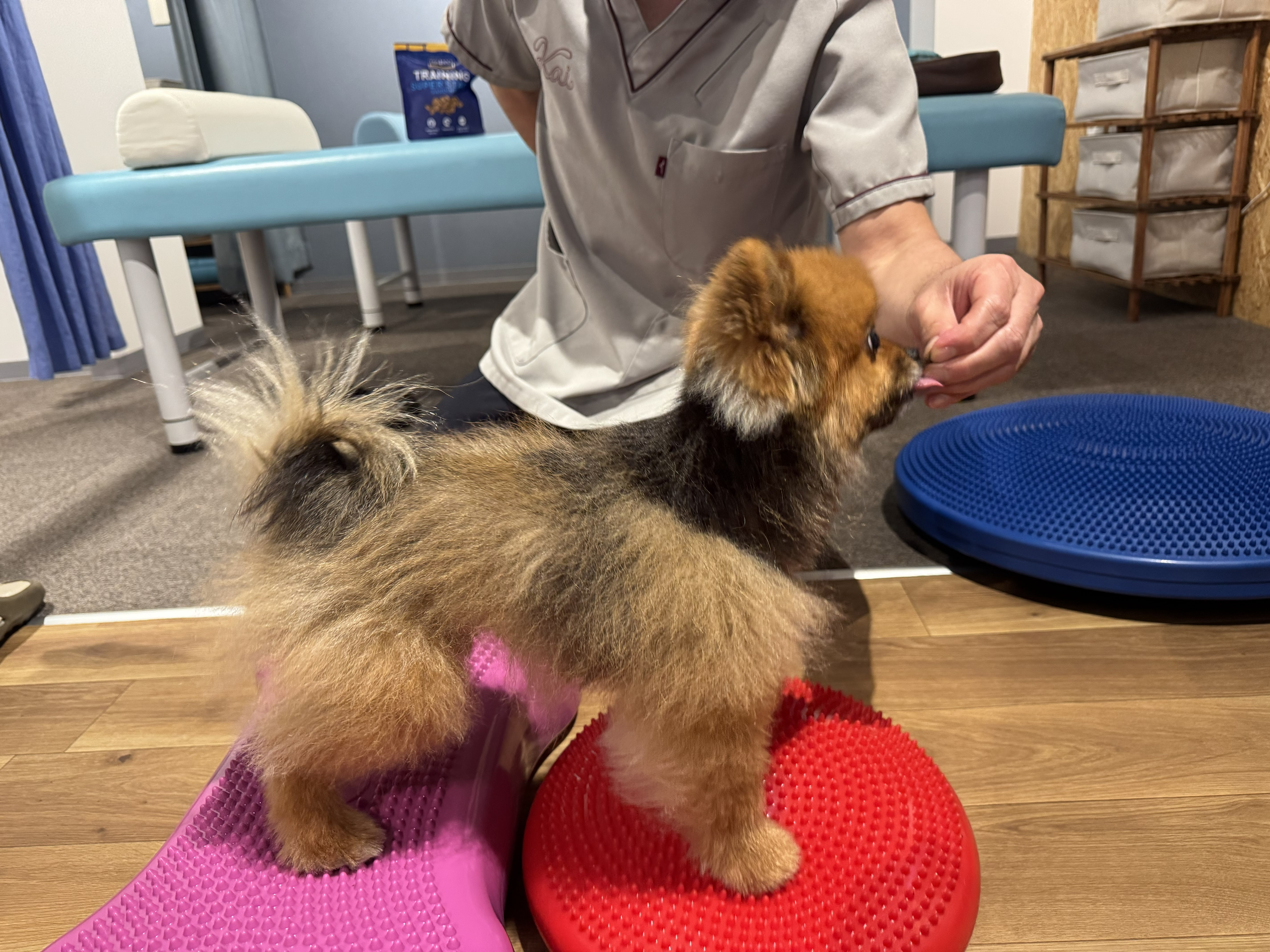 愛犬の健康寿命を伸ばす！！シニア犬の姿勢改善と歩行改善、整体とトレーニングの併用で新しいアプローチ