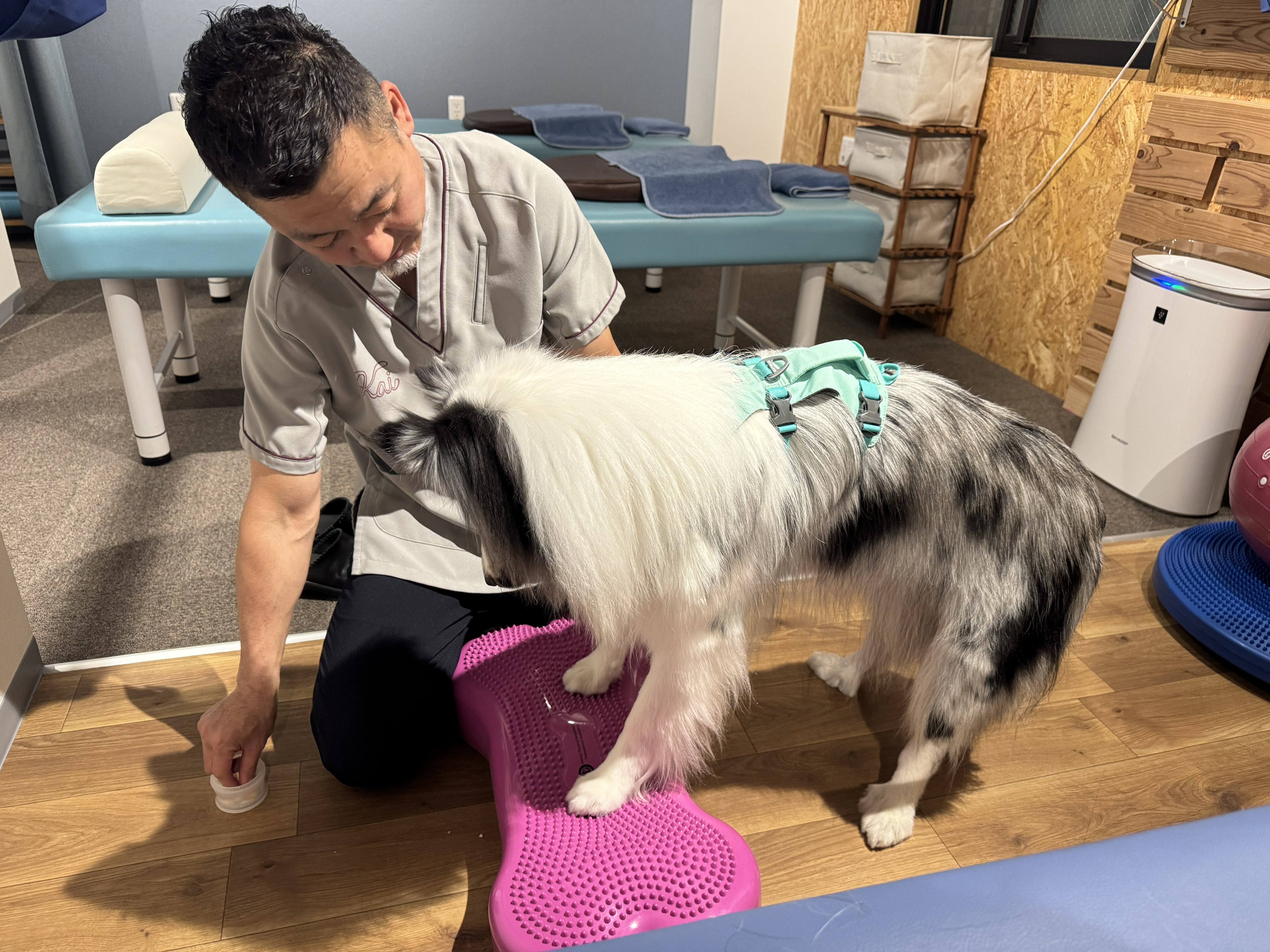 パピーからシニア犬まで健康寿命を伸ばすための整体とトレーニングで新しい愛犬ケアを実現！