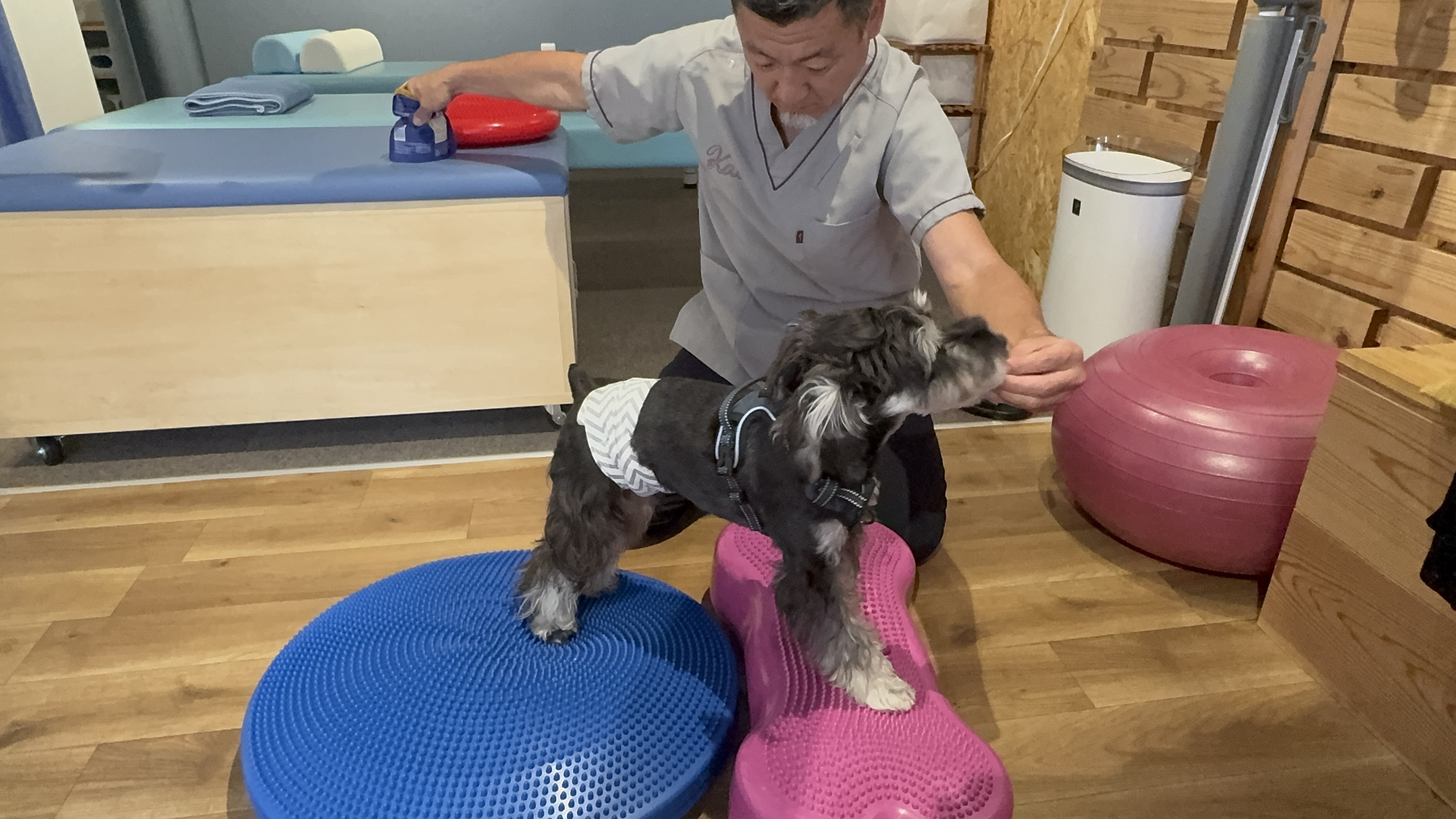 パピーからシニア犬まで、愛犬の健康寿命を伸ばす整体とトレーニングの融合