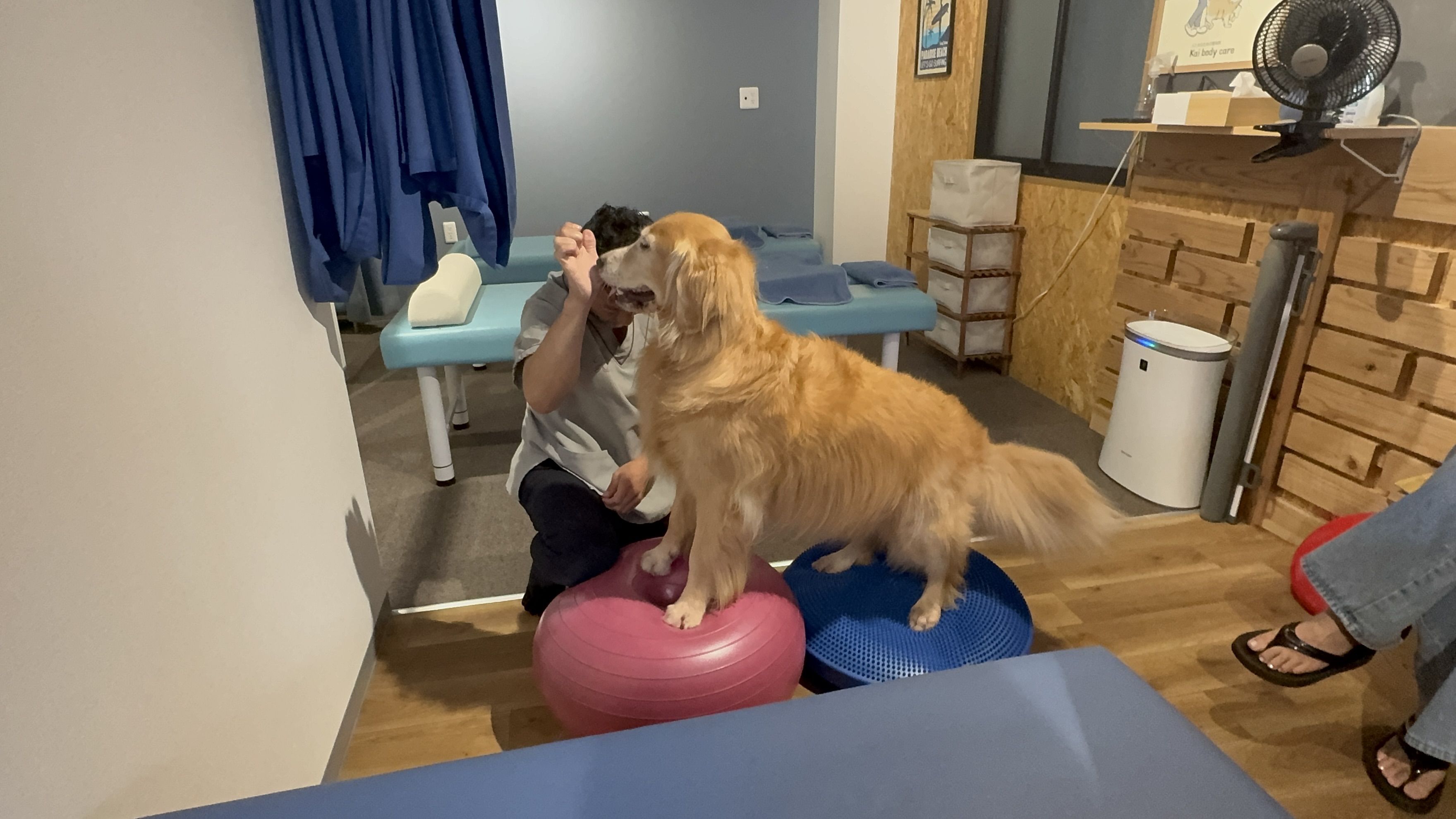 犬の整体とドッグフィットネスの融合！姿勢＆歩行改善の新しいアプローチ