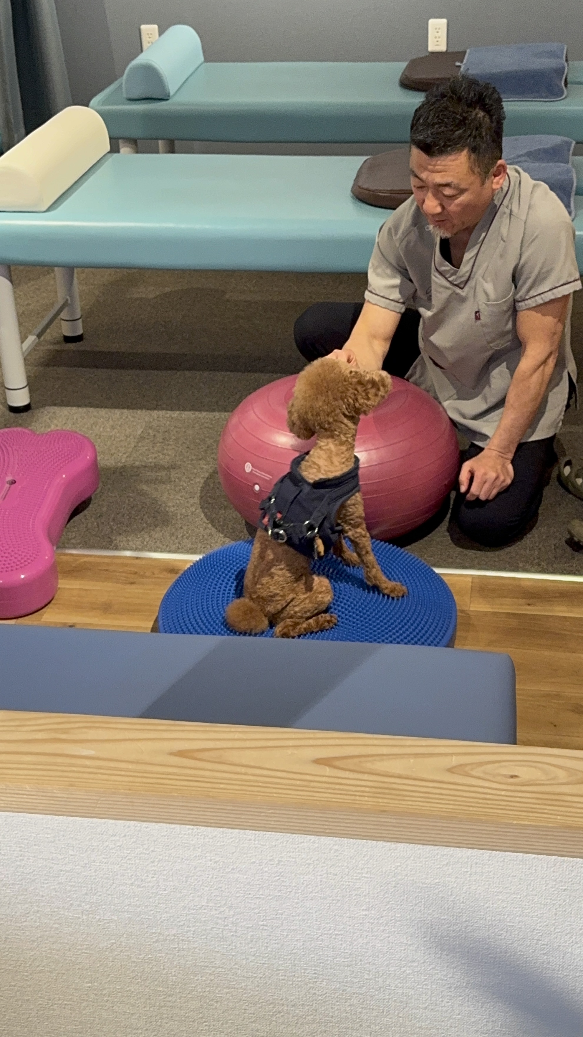 パピーからシニア犬まで対応。パテラ予防とこれ以上の悪化を防ぐための整体とトレーニングの融合