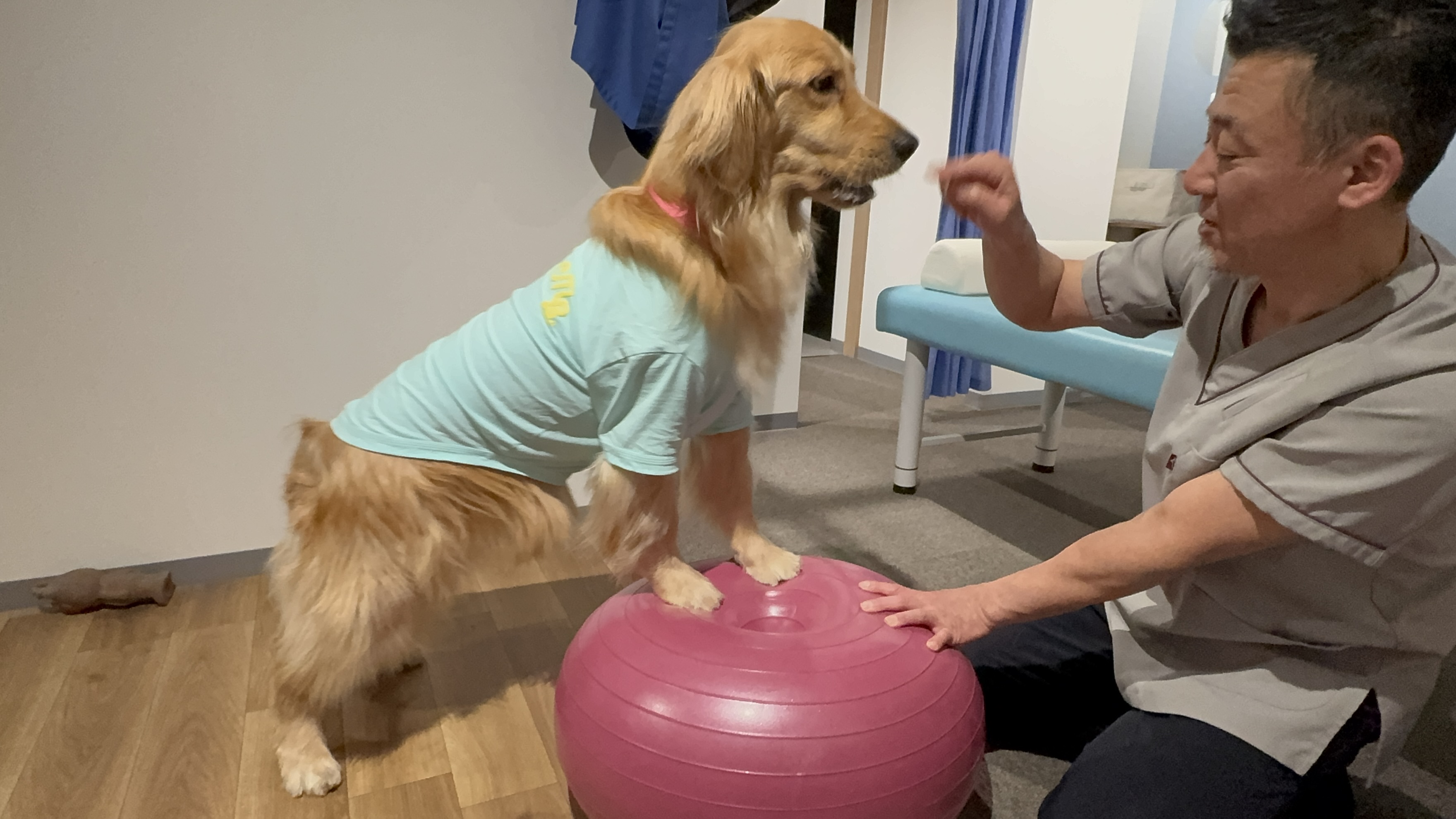 パテラの愛犬を守る、ボディケアとフィットネスで新たなサポートを提供
