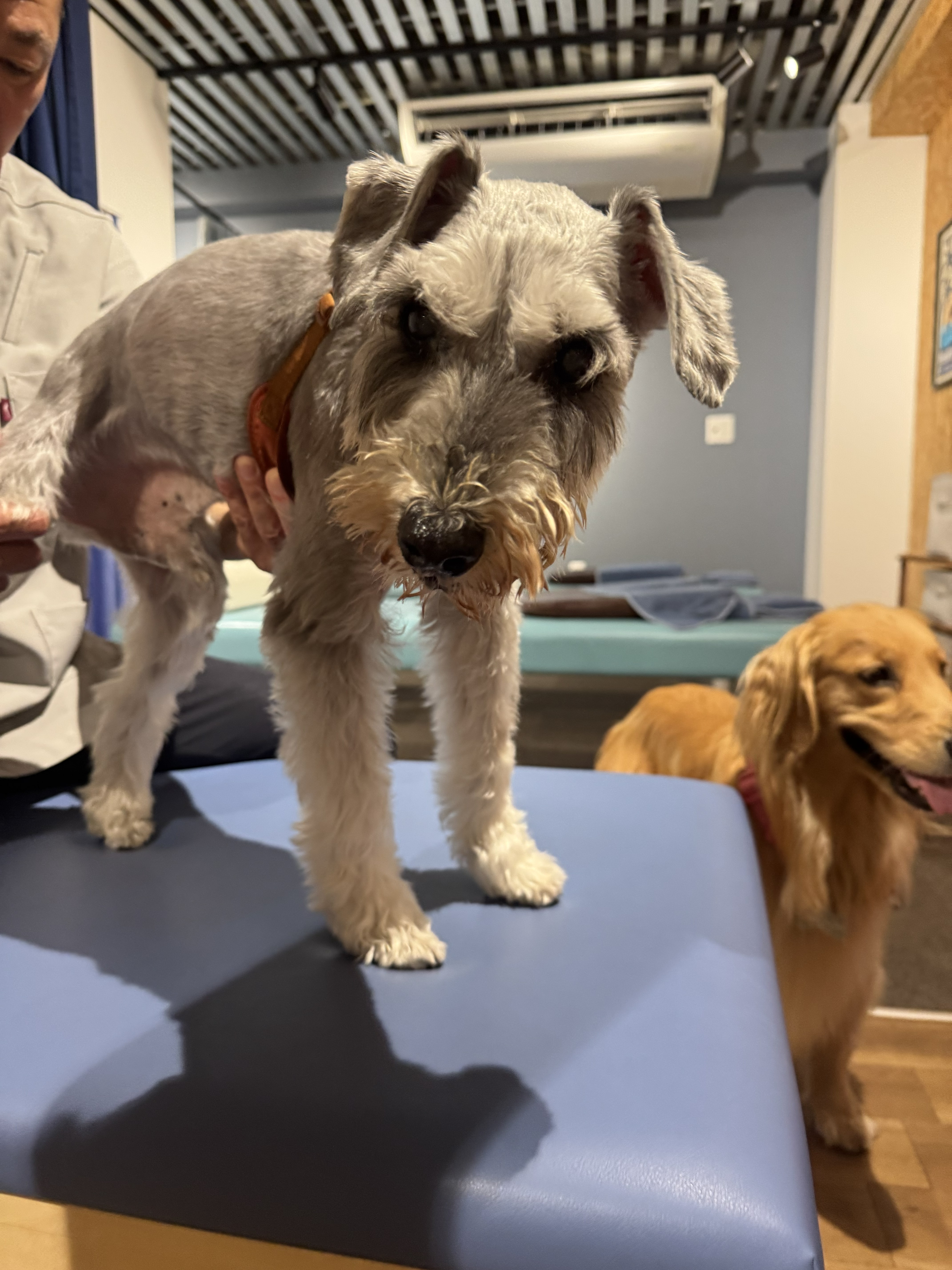 シニア犬の笑顔を引き出す、歩行と姿勢をボディケアとフィットネスでサポート！