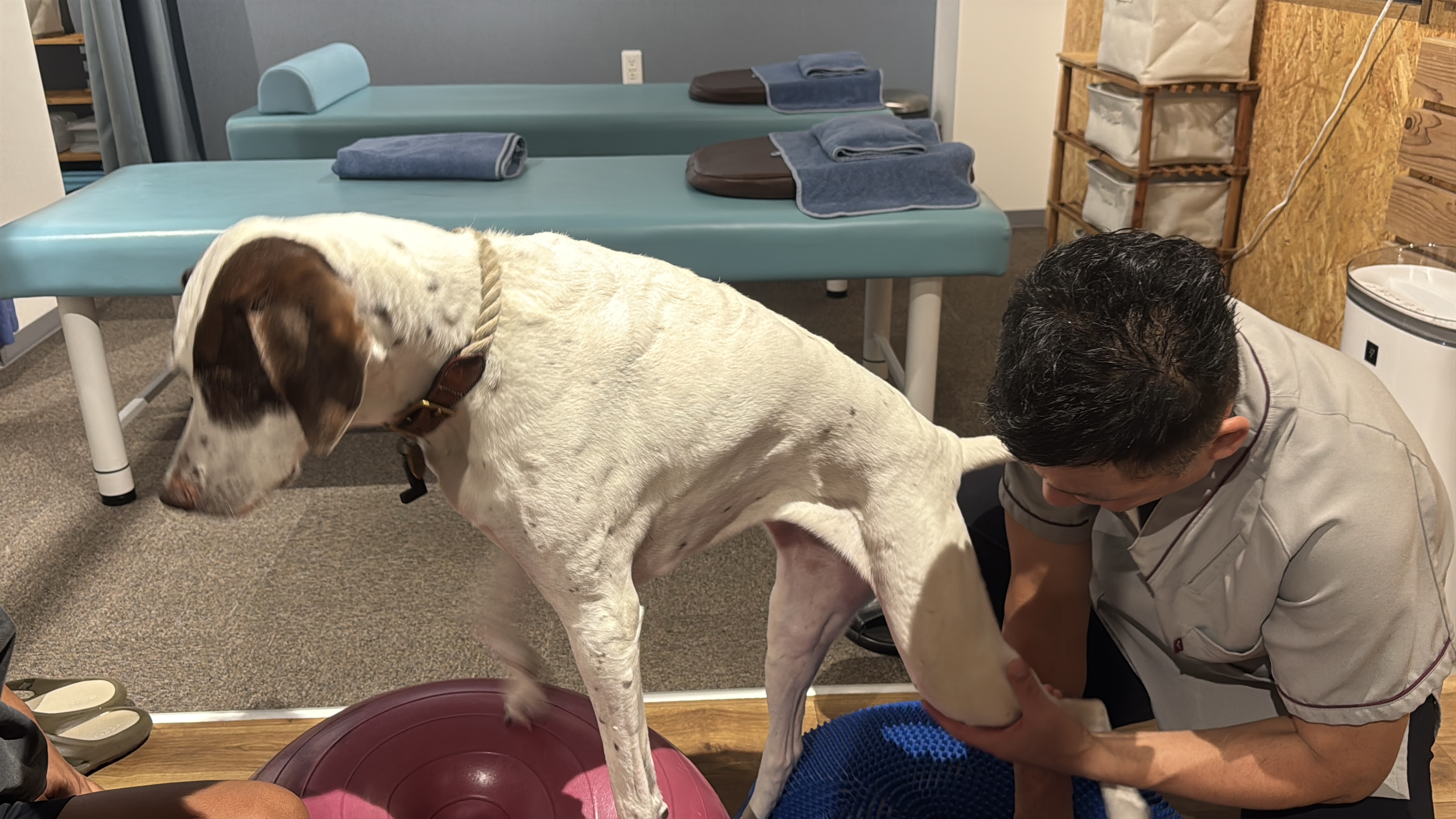 シニア犬の健康を守る！ボディケアとフィットネスの融合でいつまでもお散歩を楽しめる身体を！