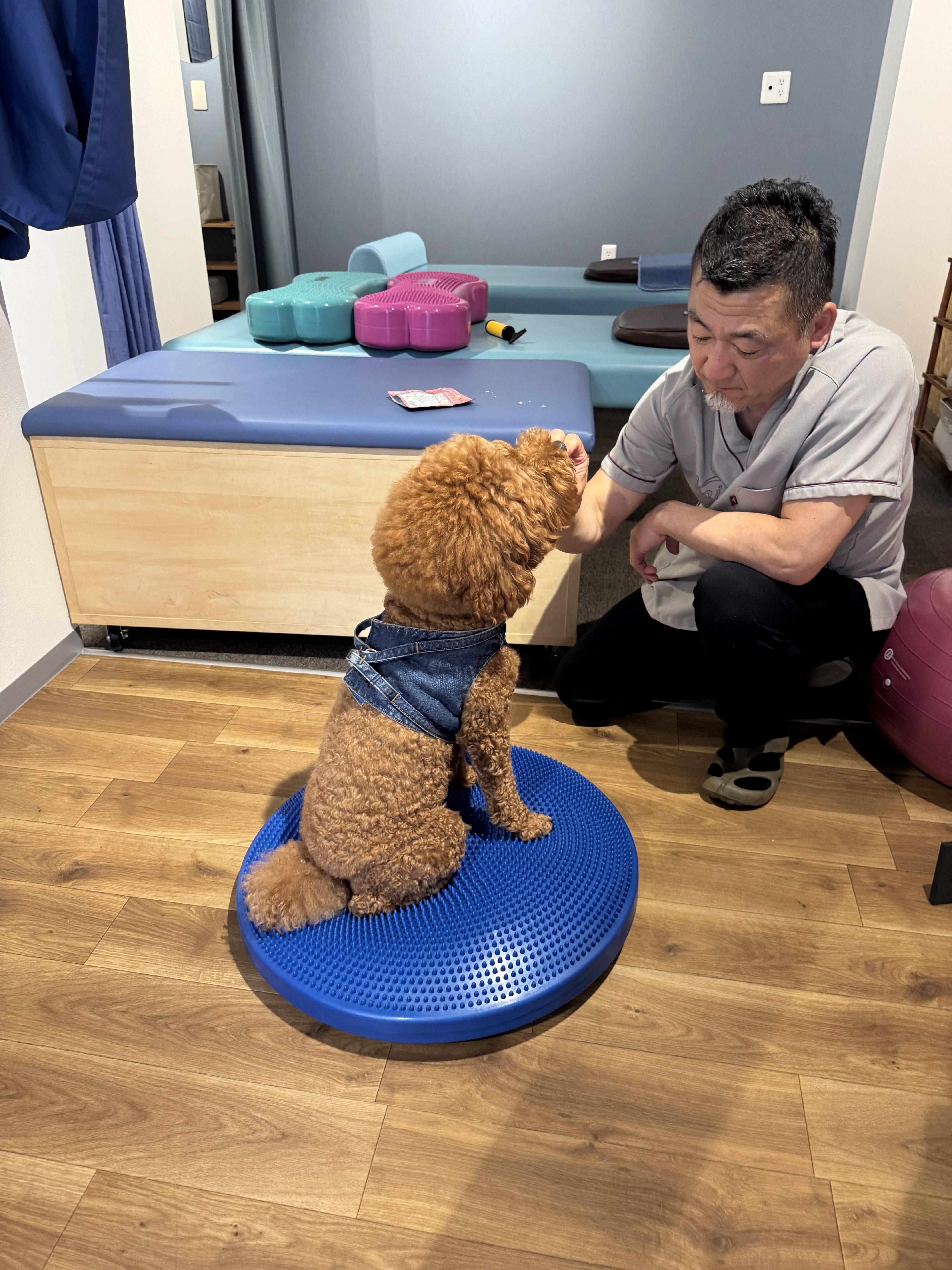 その一歩を、もっと確かに。シニア犬の足元から、健やかな毎日を支えるドッグボディケア＆フィットネス