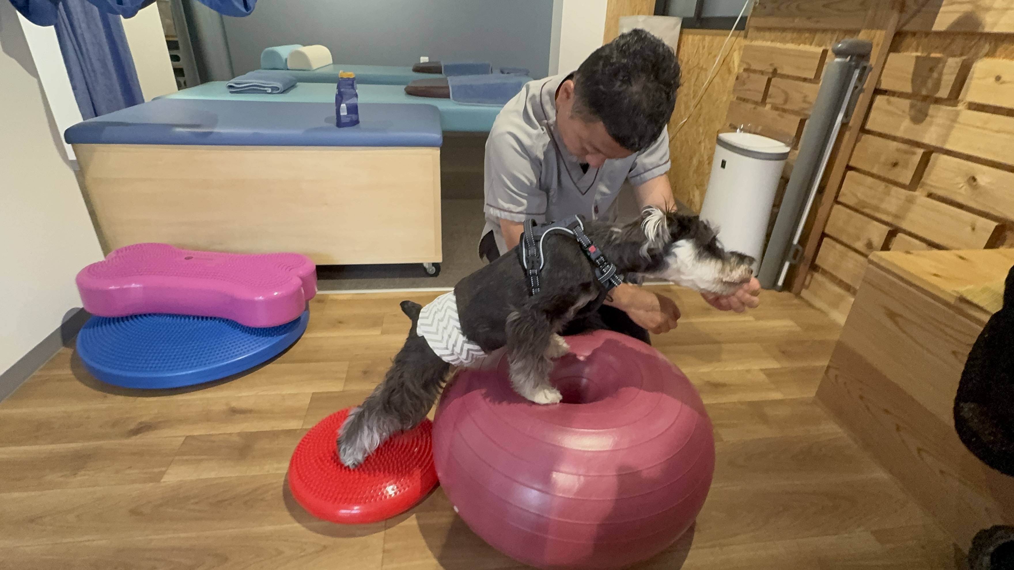 パピーの一歩から、シニア犬の健やかな歩みまで。体の使い方を整え、愛犬らしい毎日を支えるドッグボディケアとフィットネス。