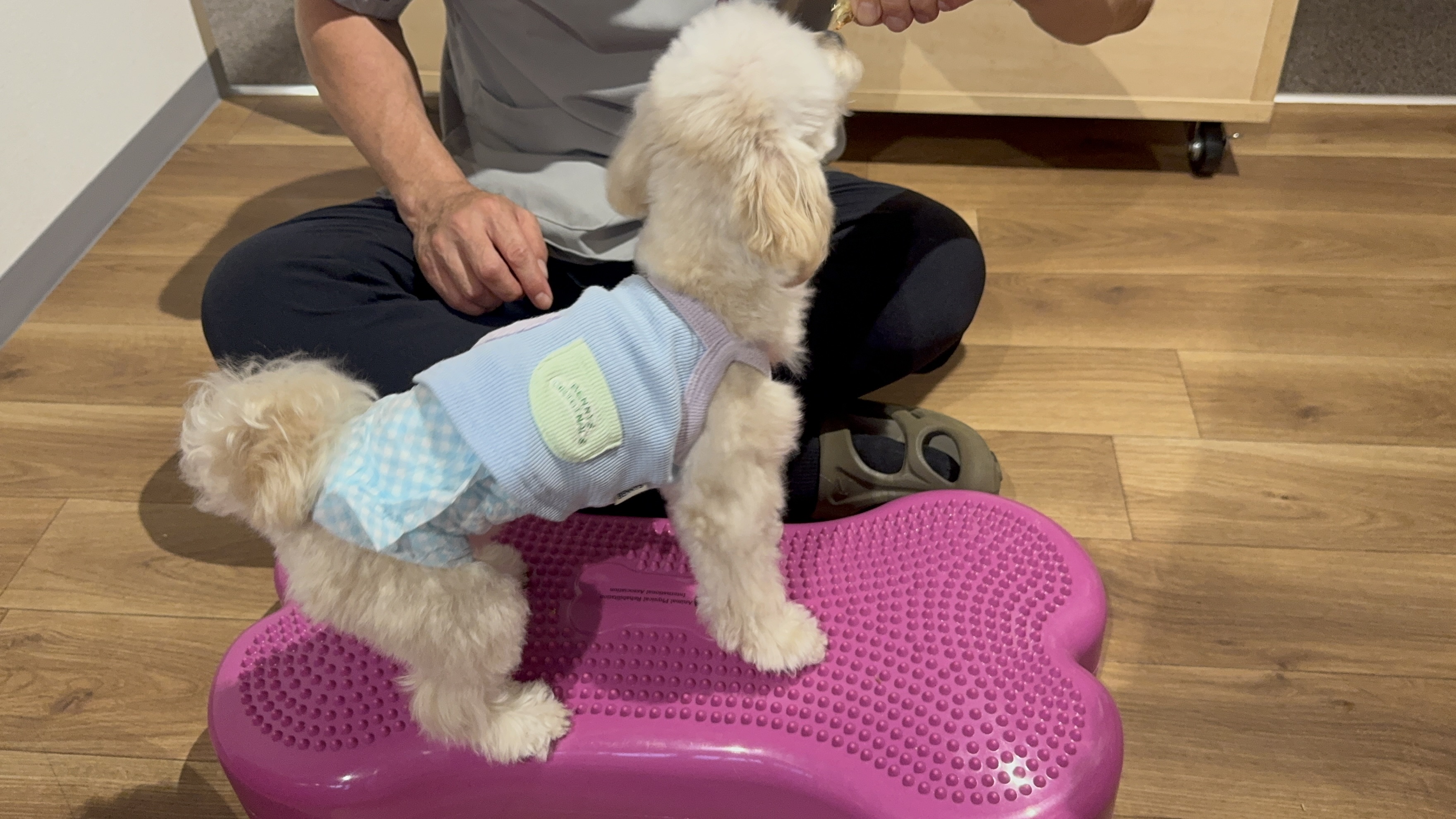 パテラに負けない体づくりを、今日から愛犬と。腱や筋膜へのやさしいケアと無理のないフィットネスで、毎日の歩みを支えます。