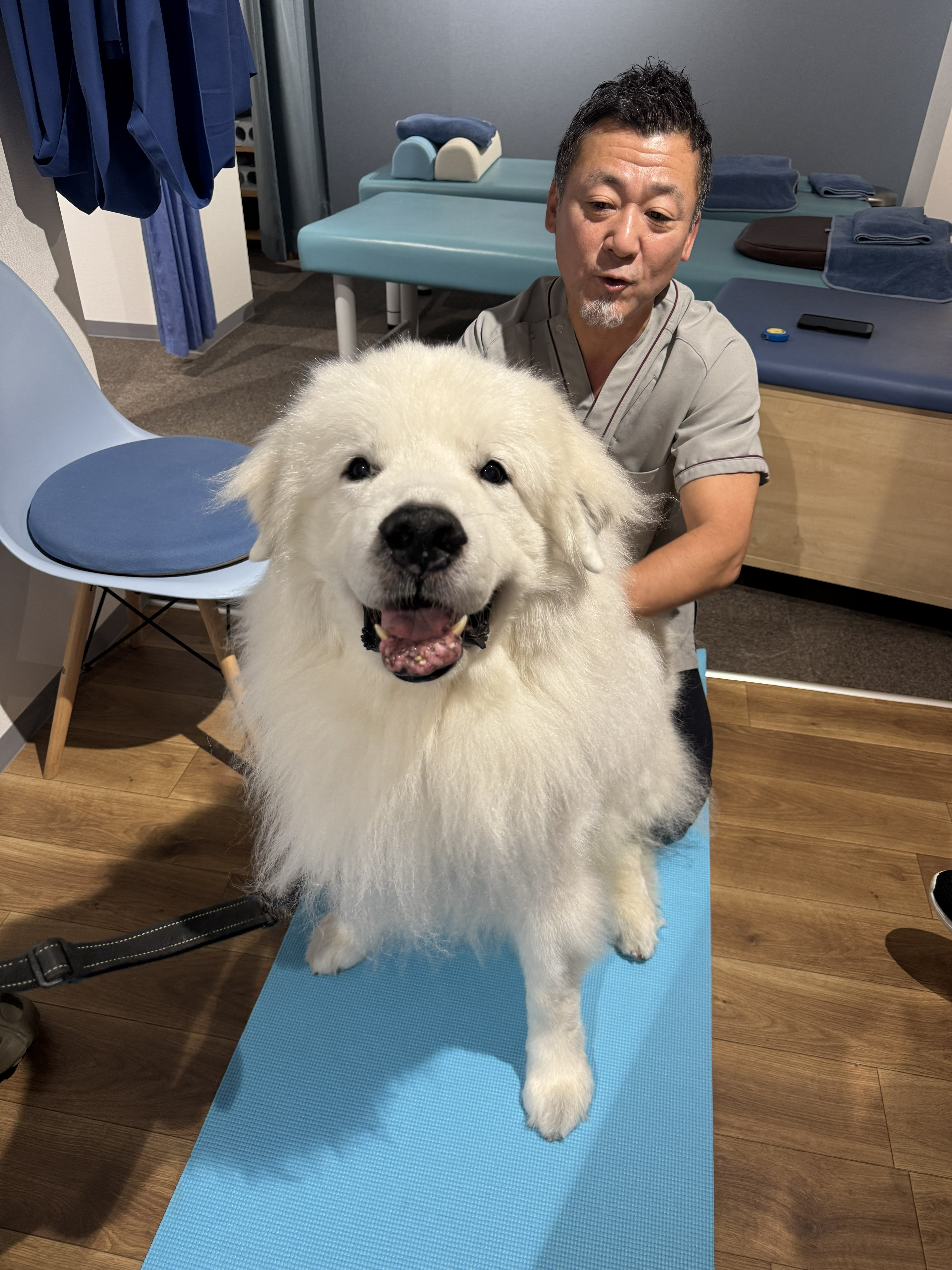 その一歩を、もっと軽やかに。ワンちゃんの姿勢と歩き方を整え、健やかな毎日をサポートします。